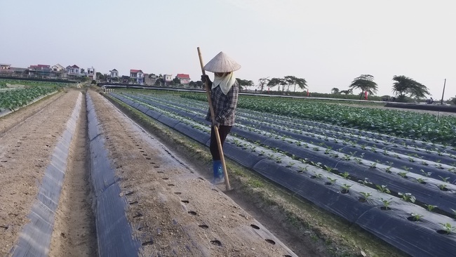 “Gỡ rối” cho nhà nông về chuyển  đổi cây trồng - Ảnh 1.