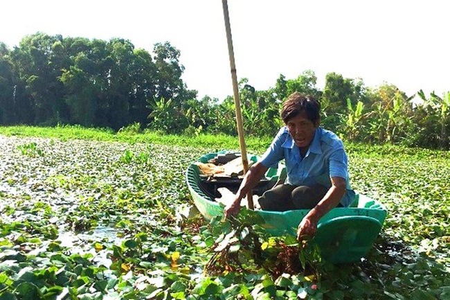 Hậu Giang: Trồng thứ cây nổi bập bềnh, &quot;giấu&quot; củ dưới nước, mỗi lần hái hàng tấn, nông dân đổi đời - Ảnh 1.