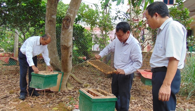 Sơn Tây (Hà Nội): Nuôi bò, nuôi ong, nhiều nông dân thành triệu phú  - Ảnh 1.