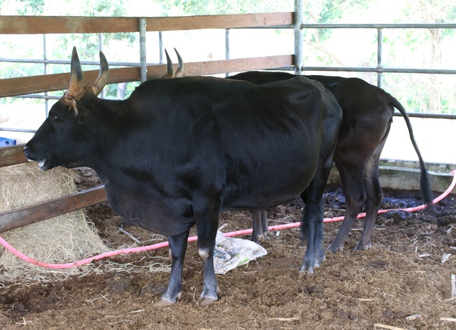Đàn bò tót F1 bị bỏ đói trơ xương ở Vườn Quốc gia Phước Bình hiện sống ra sao? - Ảnh 2.