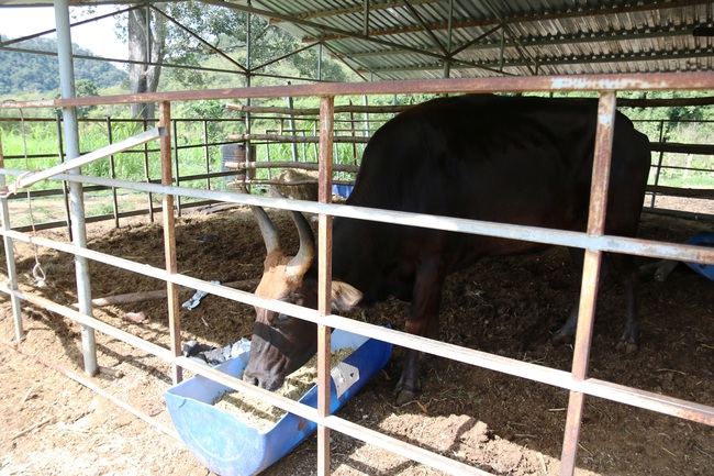 Đàn bò tót F1 bị bỏ đói trơ xương ở Vườn Quốc gia Phước Bình hiện sống ra sao? - Ảnh 3.
