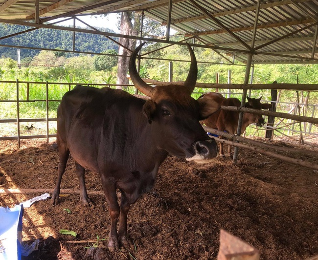 Đàn bò tót F1 bị bỏ đói trơ xương ở Vườn Quốc gia Phước Bình hiện sống ra sao? - Ảnh 1.