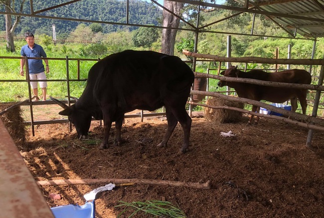 Đàn bò tót F1 bị bỏ đói trơ xương ở Vườn Quốc gia Phước Bình hiện sống ra sao? - Ảnh 4.