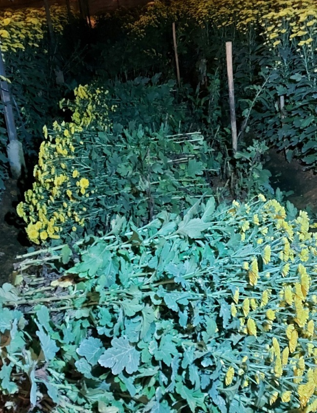 Lâm Đồng: Đang cắt trộm hơn 800 cành hoa cúc, bị chủ nhà phát hiện chạy rớt dép - Ảnh 1.