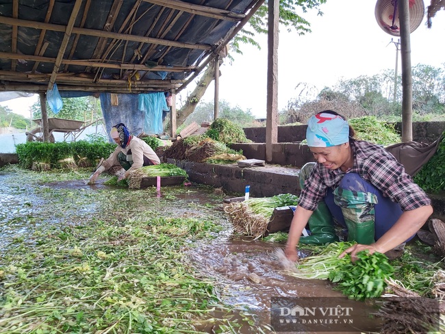 Hà Nội: Ở xã này trồng thứ rau gì mà mỗi ngày cắt bán hàng tạ, nông dân &quot;bỏ túi&quot; tiền triệu. - Ảnh 4.