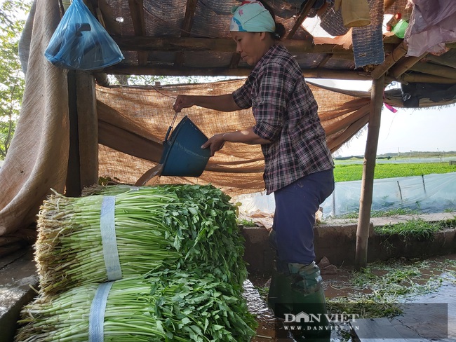 Hà Nội: Ở xã này trồng thứ rau gì mà mỗi ngày cắt bán hàng tạ, nông dân &quot;bỏ túi&quot; tiền triệu. - Ảnh 5.