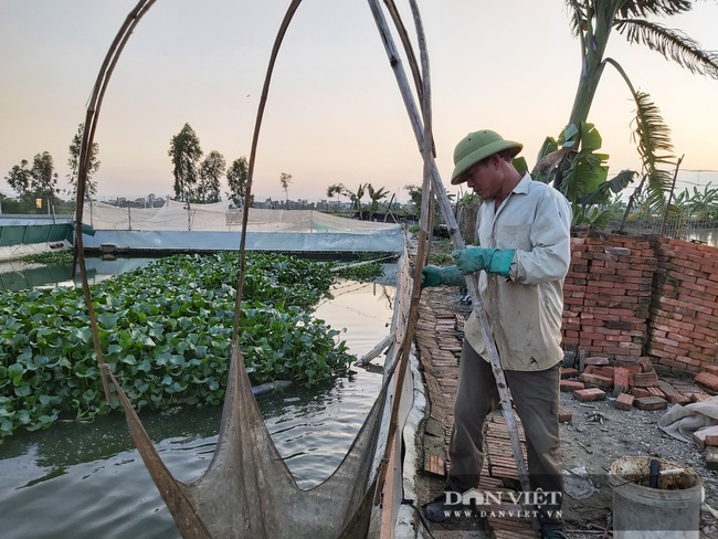 Hà Nội: Cho ba ba gai sống chung với cá chuối hoa, ông nông dân này nuôi nhàn tênh, bán giá nửa triệu đồng/kg - Ảnh 5.