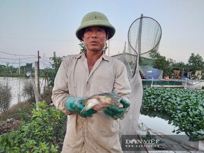 Hà Nội: Cho ba ba gai sống chung với cá chuối hoa, ông nông dân này nuôi nhàn tênh, bán giá nửa triệu đồng/kg - Ảnh 1.