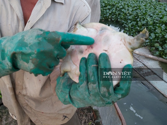 Hà Nội: Cho ba ba gai sống chung với cá chuối hoa, ông nông dân này nuôi nhàn tênh, bán giá nửa triệu đồng/kg - Ảnh 4.