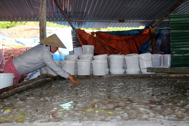 Trung Quốc siết nhập, làng chế biến sứa gặp khó - Ảnh 2.