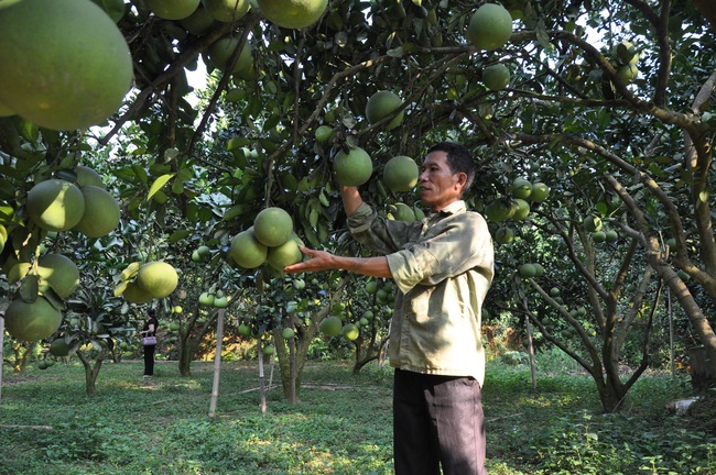 Bưởi “bùng nổ” diện tích nhưng hẹp đầu ra  - Ảnh 1.