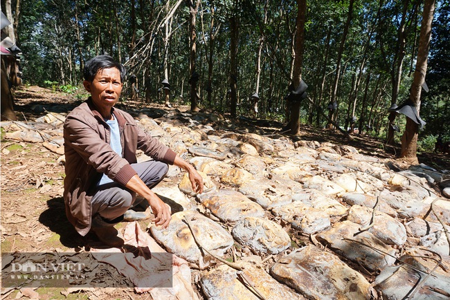 Thủy điện tích nước vô lối ở tỉnh Kon Tum: Nông dân chảy nước mắt nhìn nông sản hư thối - Ảnh 3.