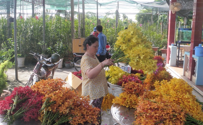 Nơi phũ xanh 200.000ha/năm giống cây công nghệ cao khiến Phó Chủ tịch Trung ương Hội Nông dân Việt Nam khen ngợi  - Ảnh 5.