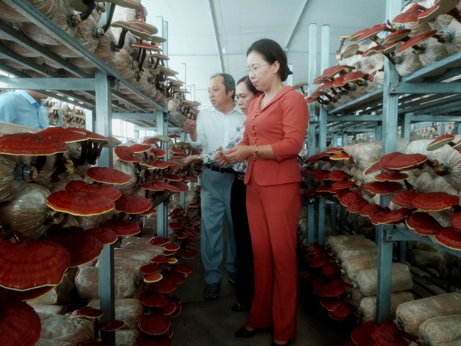 Nơi phũ xanh 200.000ha/năm giống cây công nghệ cao khiến Phó Chủ tịch Trung ương Hội Nông dân Việt Nam khen ngợi  - Ảnh 4.