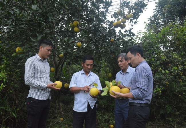 Tuyên Quang: Bưởi đường ở đây đặc biệt thế nào mà có câu &quot;Đất Xuân Vân tuyệt trần múi bưởi&quot;? - Ảnh 4.