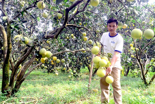 Tuyên Quang: Bưởi đường ở đây đặc biệt thế nào mà có câu &quot;Đất Xuân Vân tuyệt trần múi bưởi&quot;? - Ảnh 2.