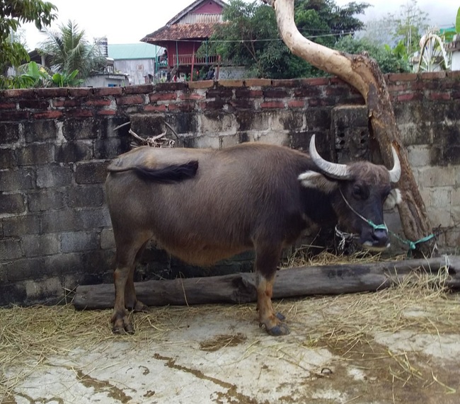 Điện Biên: Bà nông dân hô biến trâu, bò gầy thành béo, thu vài trăm triệu mỗi năm - Ảnh 2.