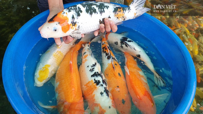 Nam Định: Nuôi cá truyền thống mãi không khá, chuyển nuôi cá nghìn đô lão nông trở lên giàu có - Ảnh 6.