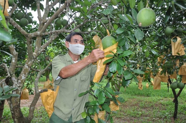 Hỗ trợ nông dân trồng cây có múi, nuôi gà thả vườn - Ảnh 1.