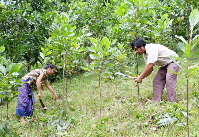 Khởi động “chiến dịch” trồng  1 tỷ cây xanh - Ảnh 1.