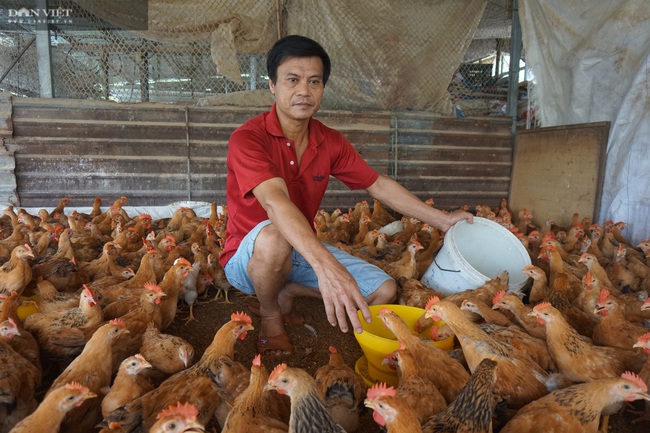 Đà Nẵng: U50 nghỉ việc vào rừng nuôi gà, lãi ròng 300 triệu mỗi năm - Ảnh 1.