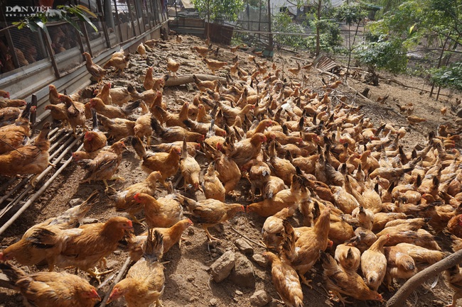Đà Nẵng: U50 nghỉ việc vào rừng nuôi gà, lãi ròng 300 triệu mỗi năm - Ảnh 2.