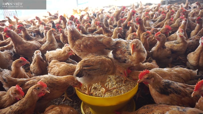 Đà Nẵng: U50 nghỉ việc vào rừng nuôi gà, lãi ròng 300 triệu mỗi năm - Ảnh 5.