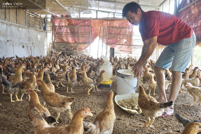 Đà Nẵng: U50 nghỉ việc vào rừng nuôi gà, lãi ròng 300 triệu mỗi năm - Ảnh 4.
