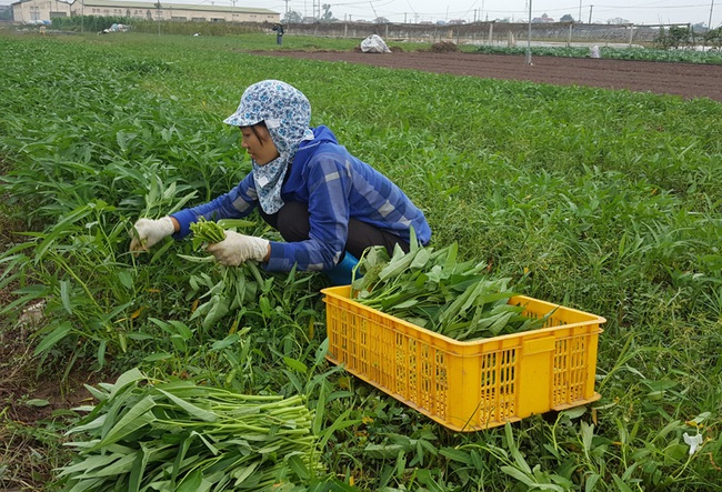 Vốn Hội “đỡ đầu” mô hình trồng rau sạch, nuôi bò sữa - Ảnh 1.