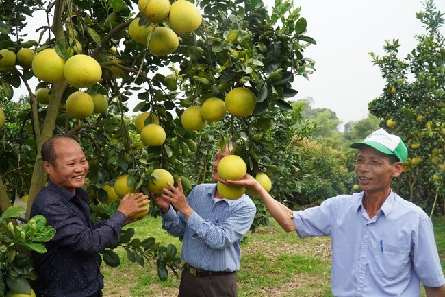 Bắc Giang: Trồng cây vỏ đầy tinh dầu, ruột cho múi thơm ngọt, nông dân thu hơn 2.000 tỷ đồng/năm - Ảnh 2.