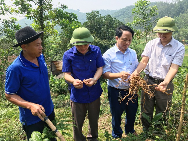 Làm giàu với mô hình liên kết trồng ba kích - Ảnh 1.