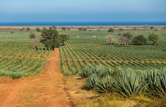 sisal kenya