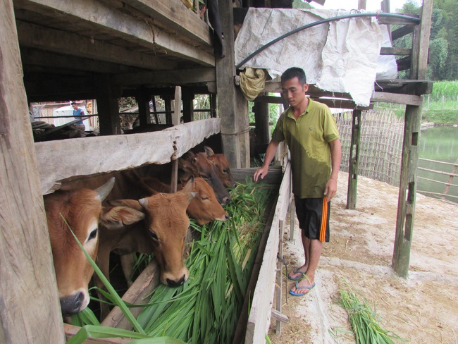 Khơi dậy tinh thần vươn lên thoát nghèo (bài cuối): Mô hình hỗ trợ phải chống được rủi ro - Ảnh 3.