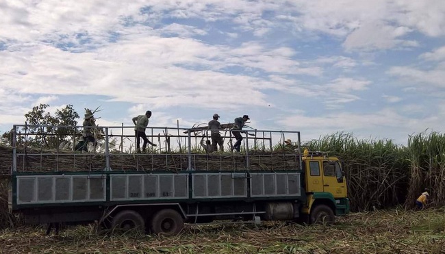 Sau gần nột năm ATIGA có hiệu lực:  Khó khăn kép khiến ngành mía đường “hụt hơi” - Ảnh 1.