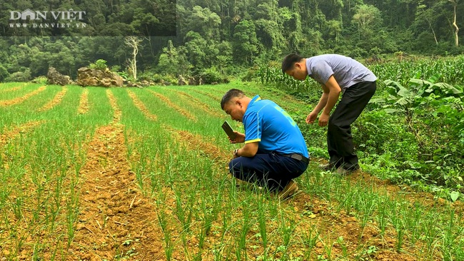 Tránh để phí đất, nông dân Bắc Kạn mang loài cây này về trồng, có thêm thu nhập, không lo đầu ra - Ảnh 2.