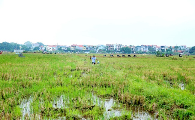 Tỉnh nào người đi thuê đất và người cho thuê đất đều nhận được hỗ trợ 50 triệu đồng/ha?  - Ảnh 1.