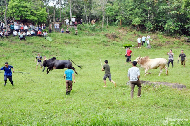 Nghệ An: &quot;Giải&quot; đấu bò gay cấn, ly kỳ thu hút hàng trăm người xem - Ảnh 5.