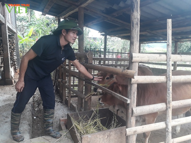 Hỗ trợ bò giống có đối ứng ở Mường La: Cách làm hay và hiệu quả - Ảnh 1.