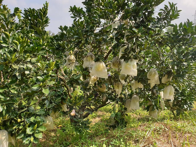 Điện Biên: Lão nông nuôi lợn gà, thả cá, trồng đủ thứ cây ăn quả thế là khấm khá - Ảnh 5.