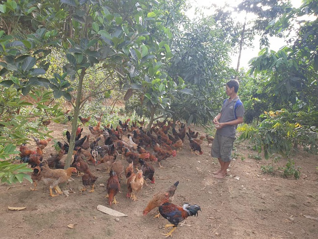 Điện Biên: Lão nông nuôi lợn gà, thả cá, trồng đủ thứ cây ăn quả thế là khấm khá - Ảnh 1.