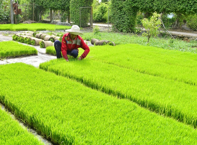 Kiên Giang: Cơ giới hóa mở lối cho nông dân tăng thu nhập - Ảnh 4.