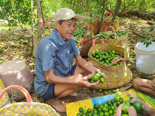 Chi hội trưởng giúp cả làng no ấm từ cây chanh trái vụ - Ảnh 1.