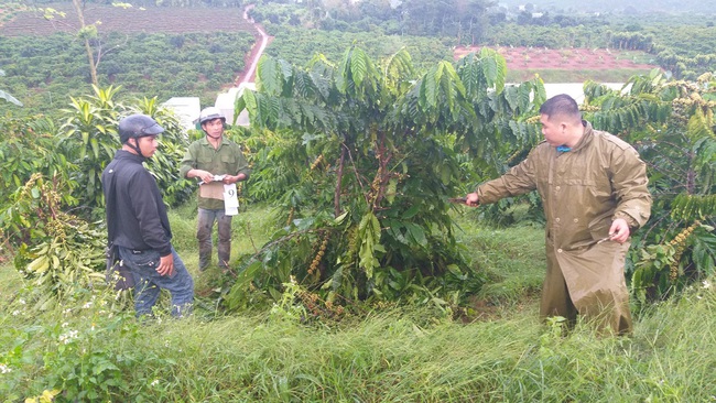 Người đàn ông khốn khổ, 10 lần bị chặt phá cà phê nhưng chỉ biết &quot;kêu trời&quot; - Ảnh 2.