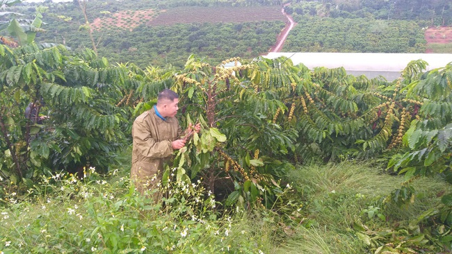 Người đàn ông khốn khổ, 10 lần bị chặt phá cà phê nhưng chỉ biết &quot;kêu trời&quot; - Ảnh 3.