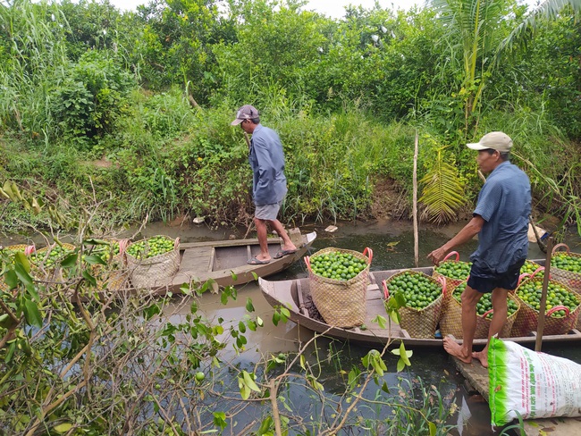 Đồng Tháp: Một ông nông dân kéo cả làng làm giàu nhờ trồng chanh cho quả trái vụ - Ảnh 4.