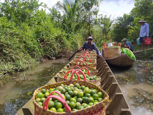 Đồng Tháp: Một ông nông dân kéo cả làng làm giàu nhờ trồng chanh cho quả trái vụ - Ảnh 5.