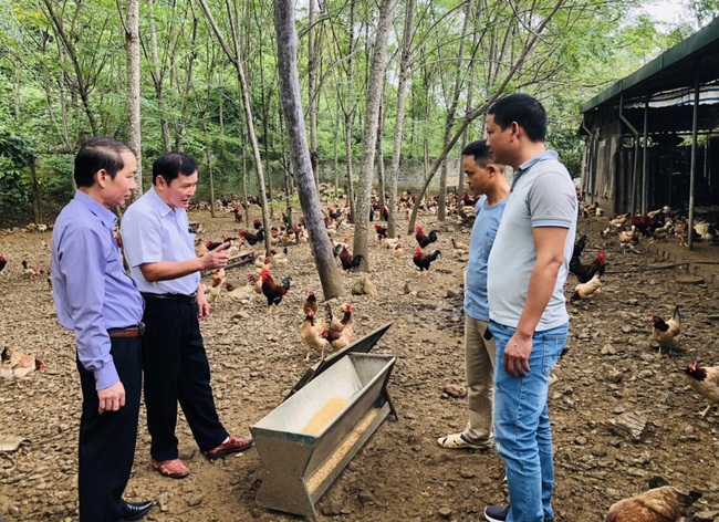 Hoà Bình: Tìm giải pháp phát triển chăn nuôi gà thịt theo hướng sản phẩm OCOP - Ảnh 3.