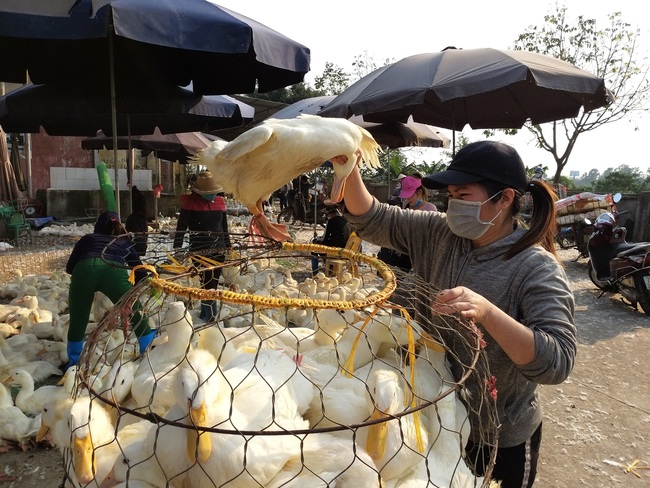 Giá gia cầm hôm nay 14/12: Giá gà công nghiệp tút thêm, người nuôi vịt thêm khó khăn - Ảnh 2.