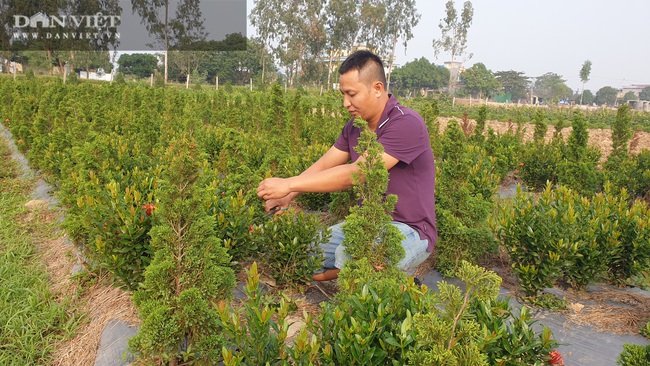 Thái Bình: Trồng bạt ngàn hoa, cây cảnh trên ruộng trũng bỏ hoang, 8x có cơ ngơi tiền tỷ - Ảnh 7.