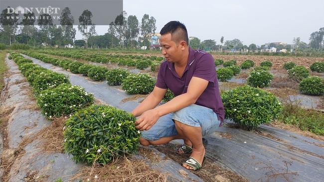 Thái Bình: Trồng bạt ngàn hoa, cây cảnh trên ruộng trũng bỏ hoang, 8x có cơ ngơi tiền tỷ - Ảnh 2.